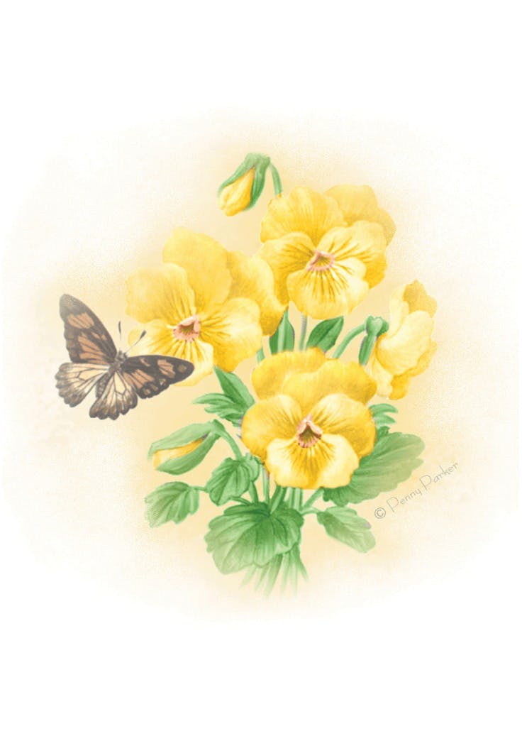 Pansies - get well soon card