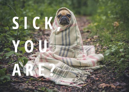 Woof Wisdom - Get Well Soon Card