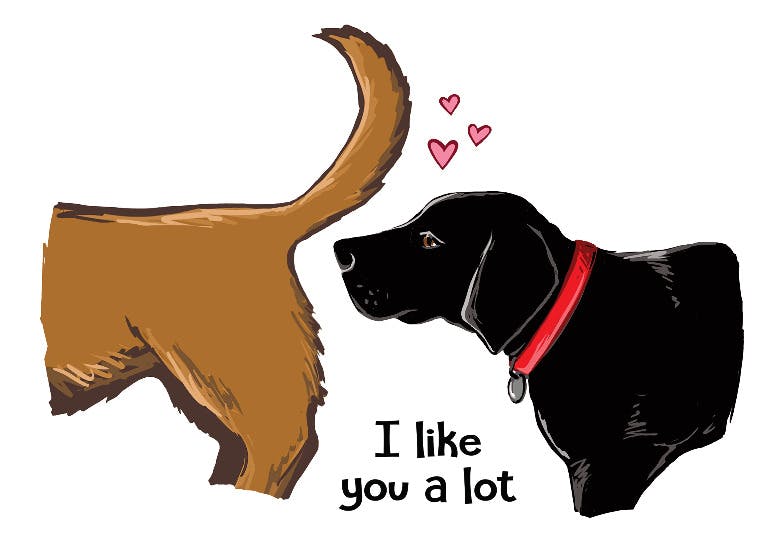 Dog sniff butt i like you - love card