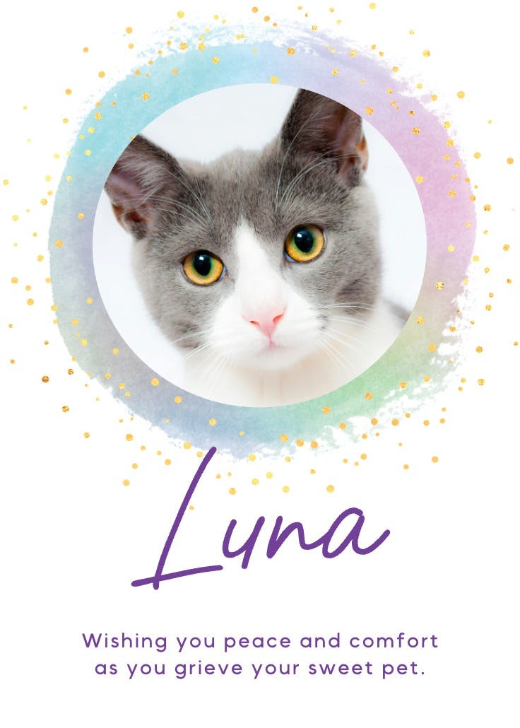 Colorful frame - loss of pet card