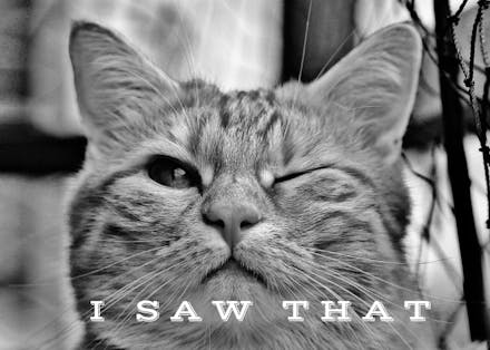 Wink-Wink - Tarjeta De Agradecimiento