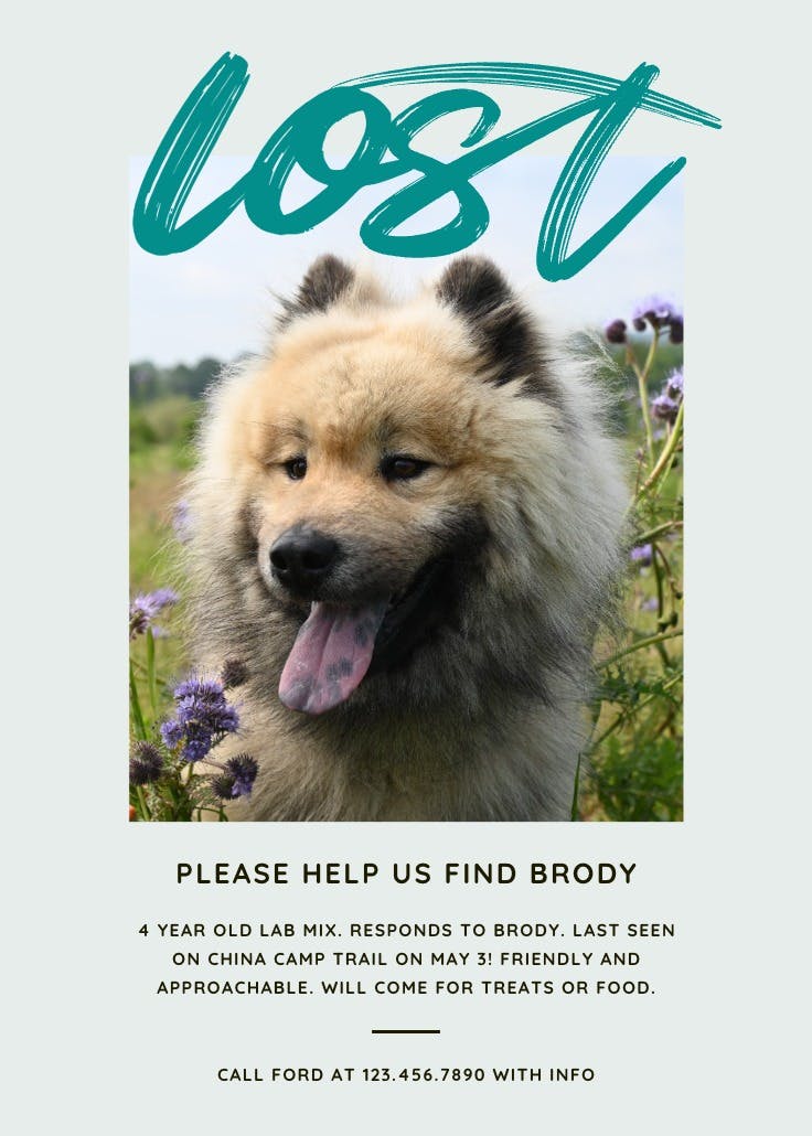 Cartel de desaparecido: script lost